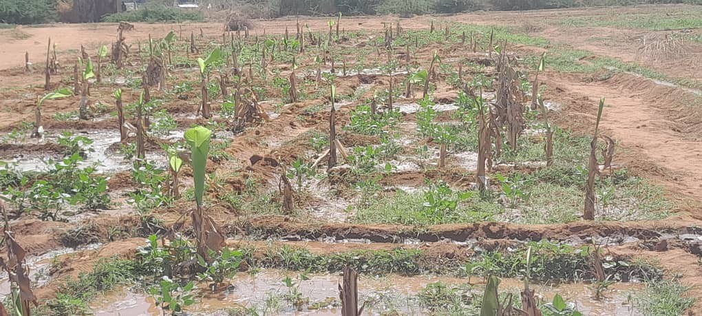 Banana Plantation