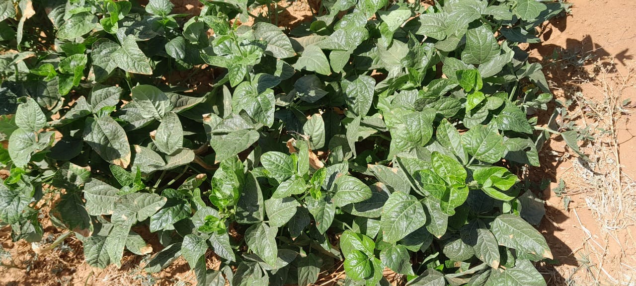 Cowpea Production