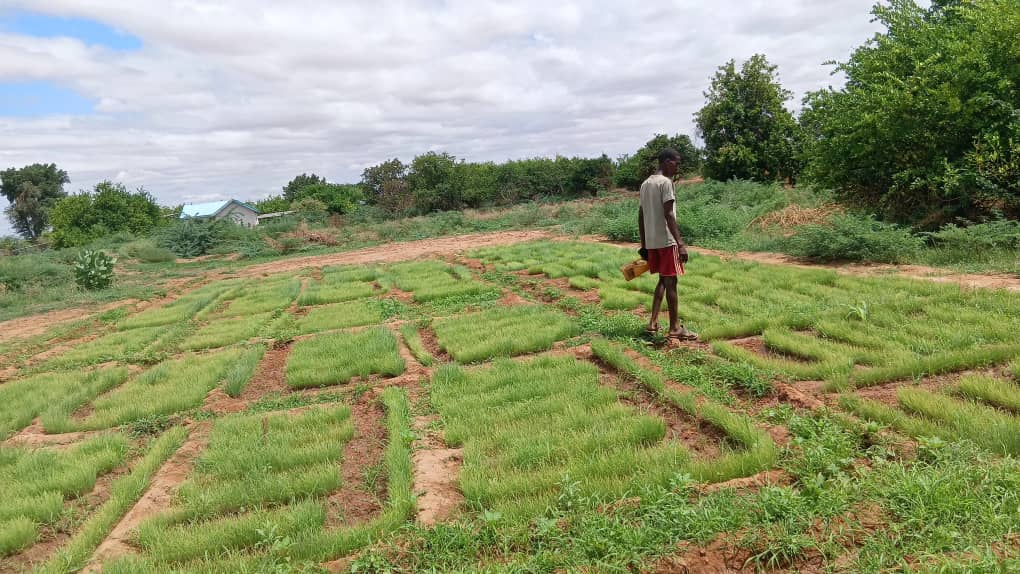 HCG staff inspecting the thriving onion nursery in Dolow