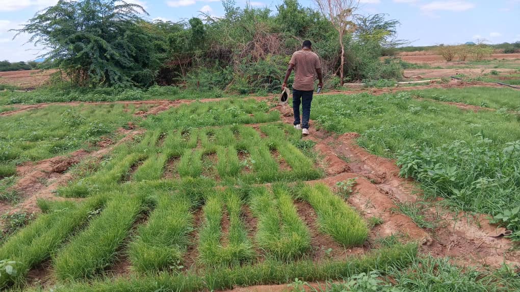 HCG Expands HDPN Work in Dolow to Reach More Households