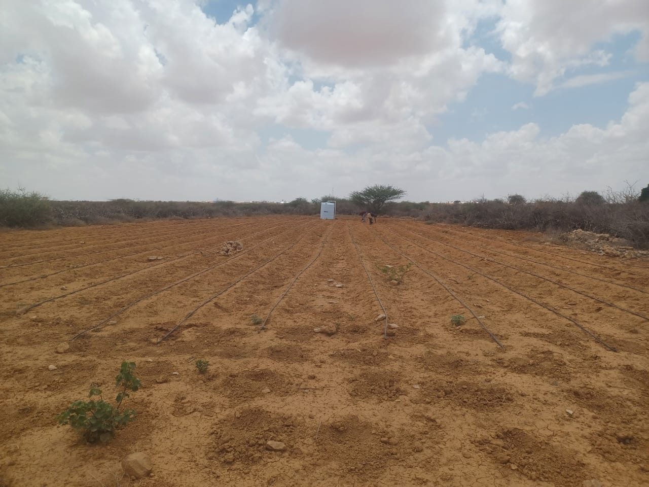 Drip Irrigation Now Supporting HCG Field Operations in Elbarde