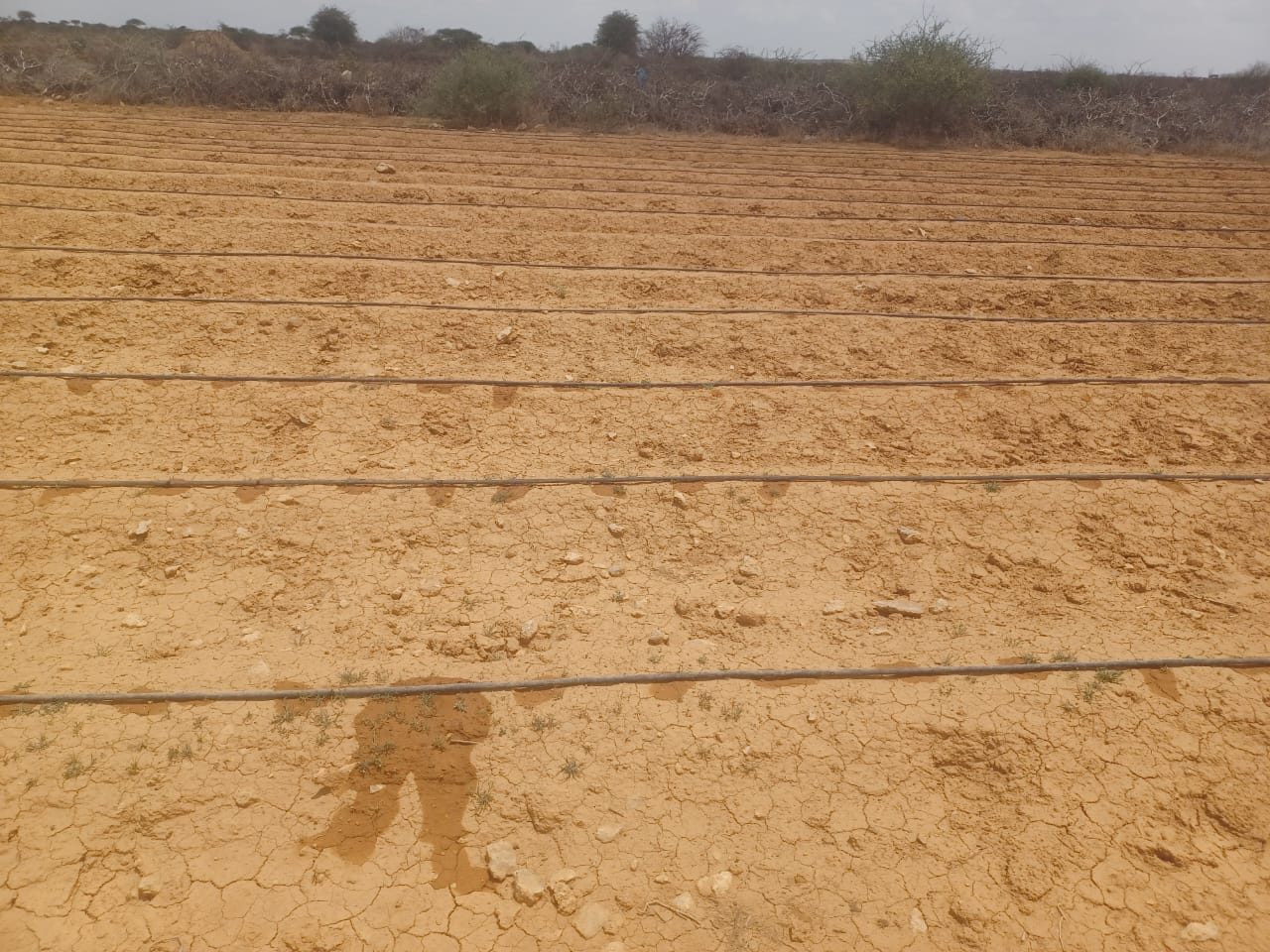 Elbarde Drip Lines