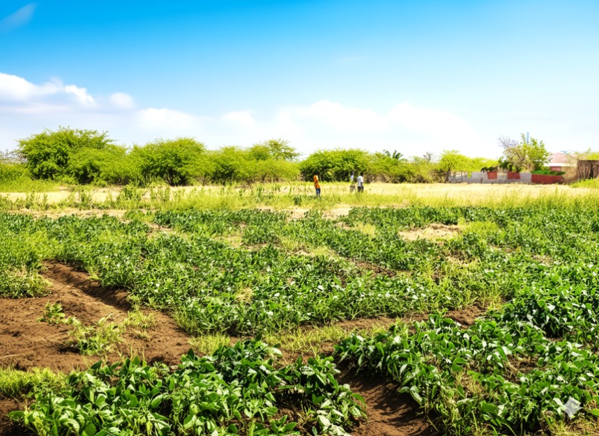 Diversified Farm Plot