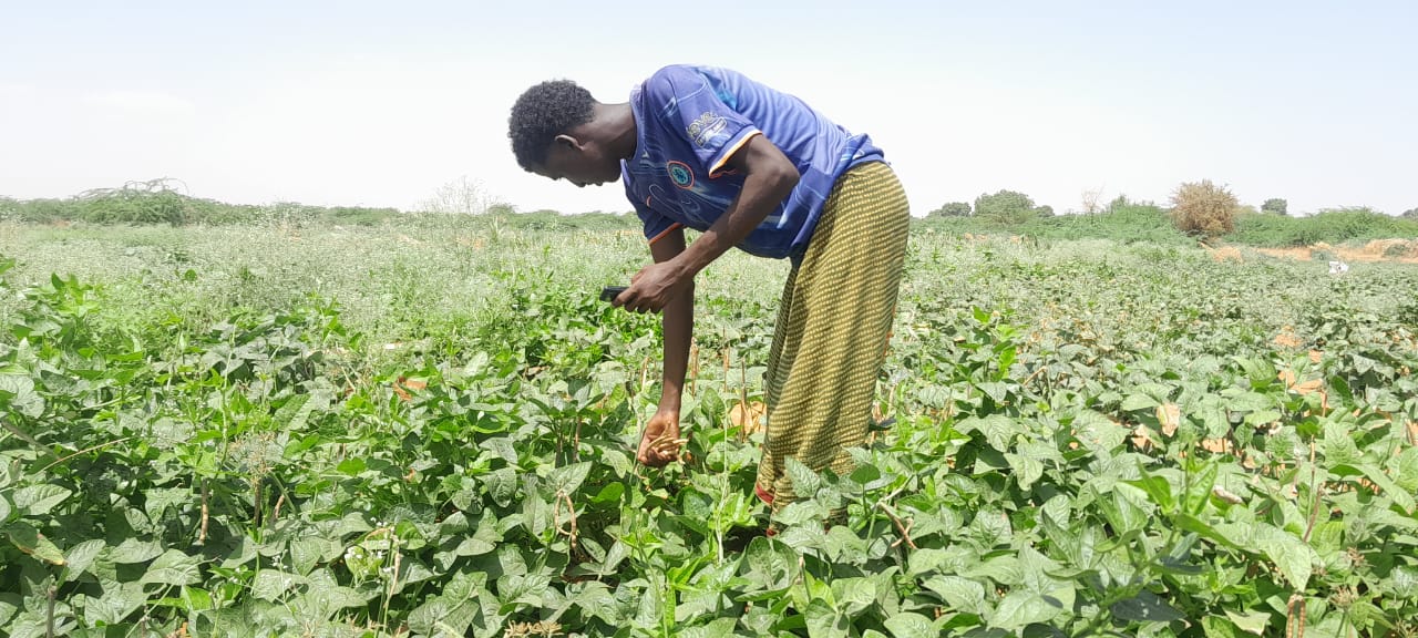 Beneficiary farmer checking crop maturity before harvest.