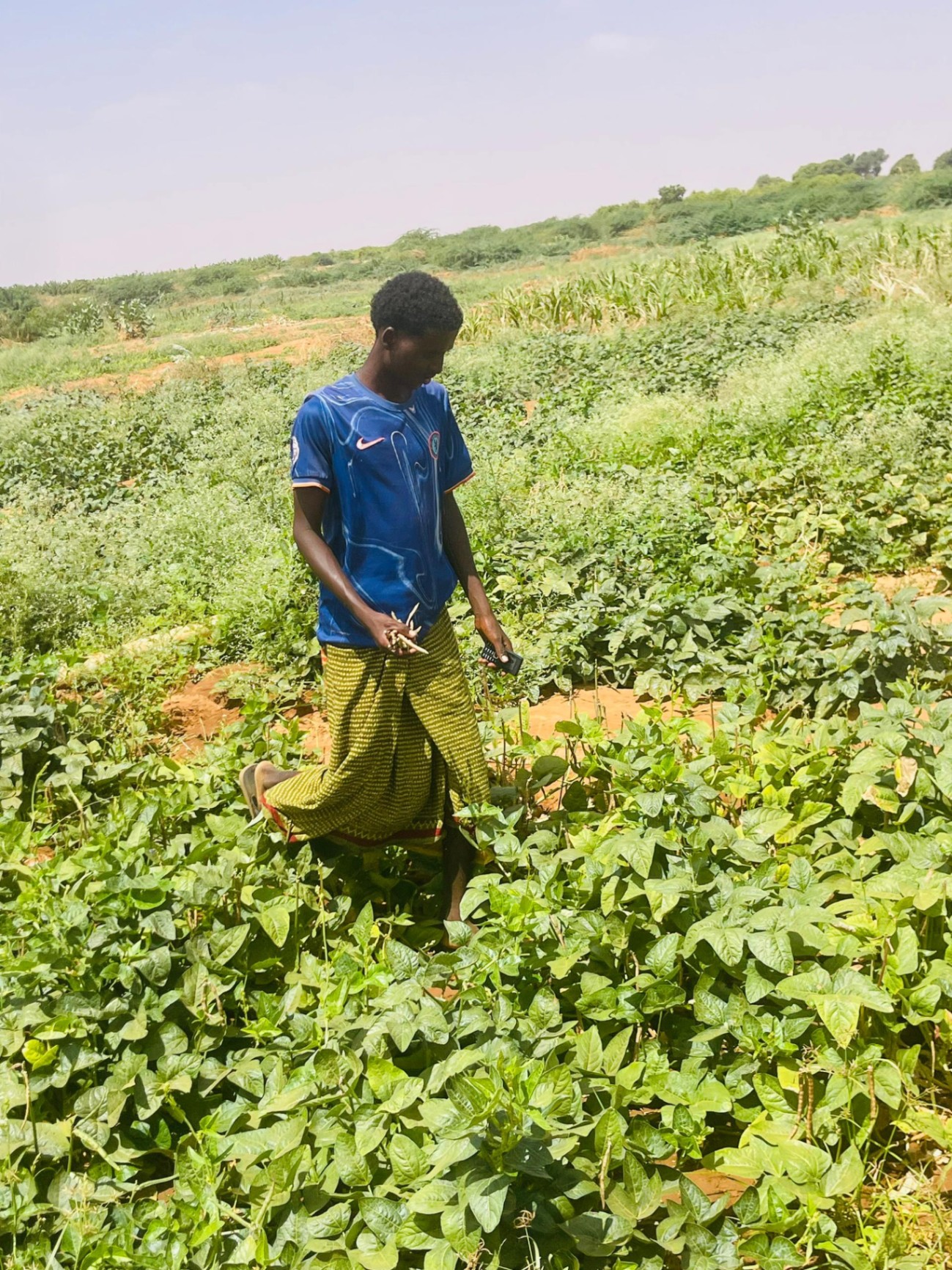 Thriving crop fields demonstrate the impact of climate-smart practices.
