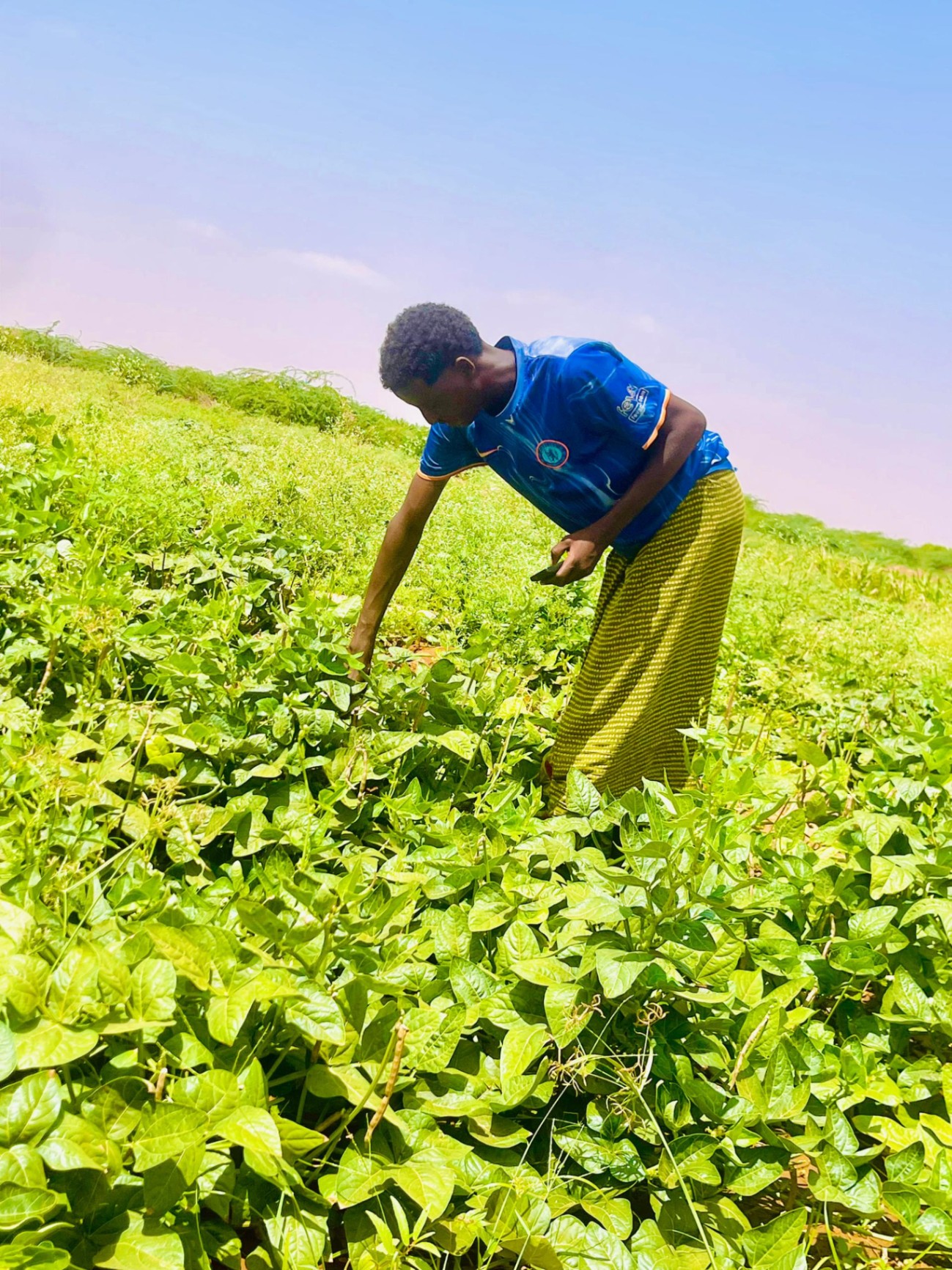 Farmer tending cowpea crops during the growing season.