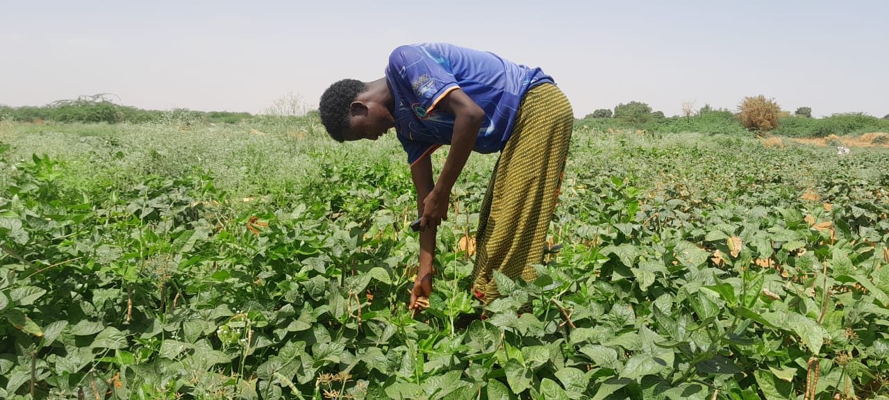 Haricot Bean Cultivation