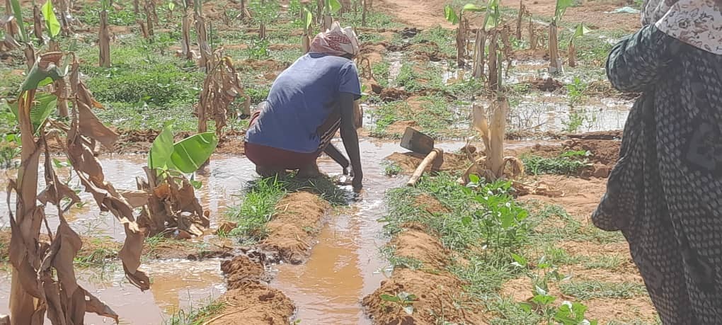 Irrigation Management