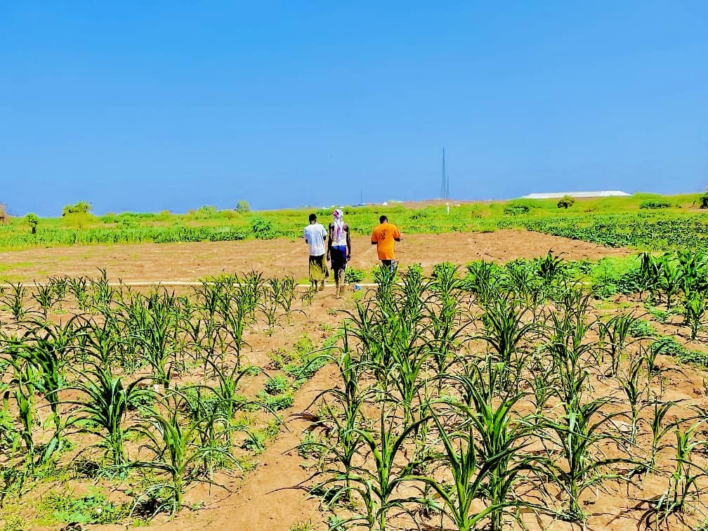 Maize Field Inspection