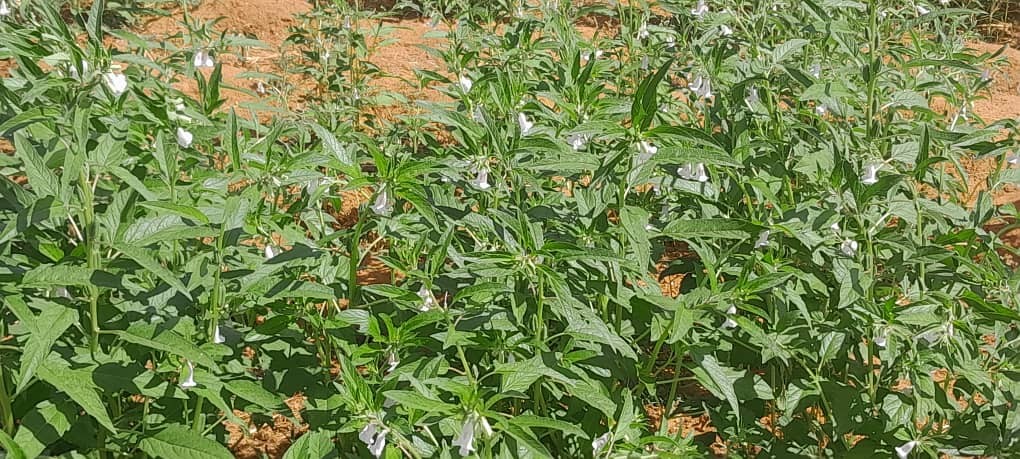 Sesame Flowering