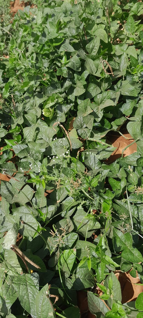 Thriving crop fields