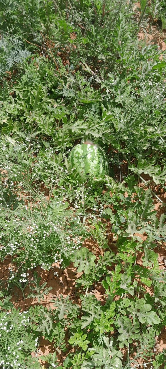 Watermelon cultivation
