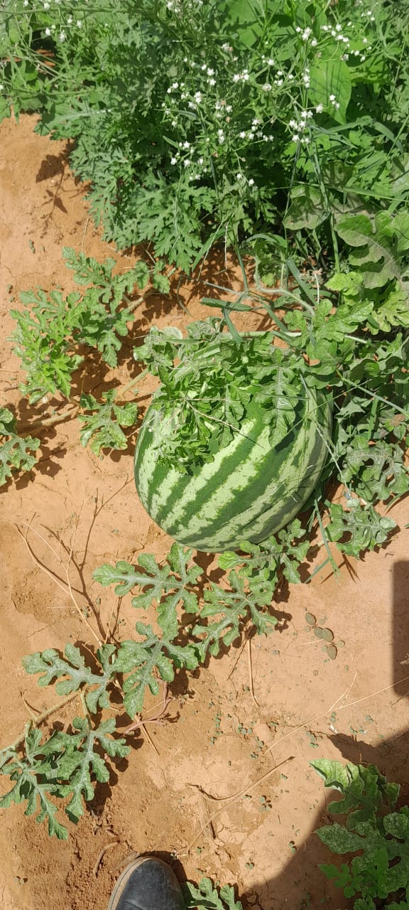Watermelon harvest
