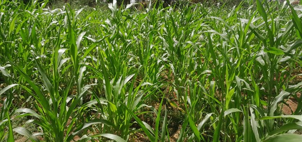 Sudan Grass Fodder