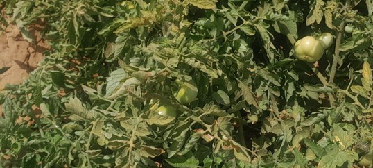 Tomato Production