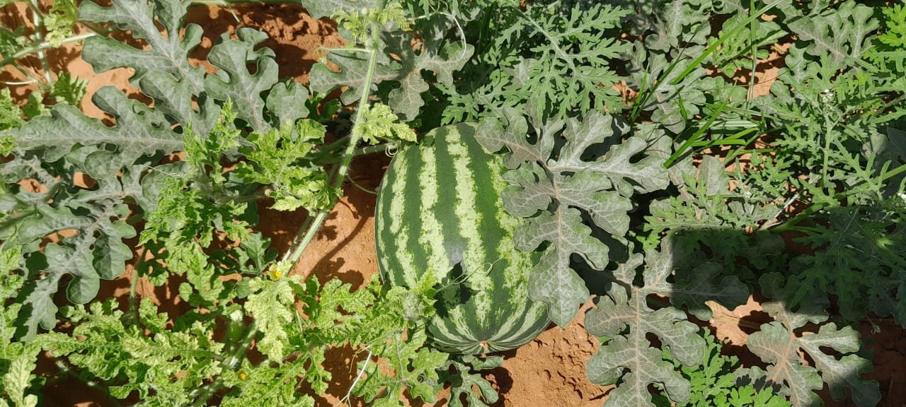 Climate-Smart Agriculture & Pastoralism